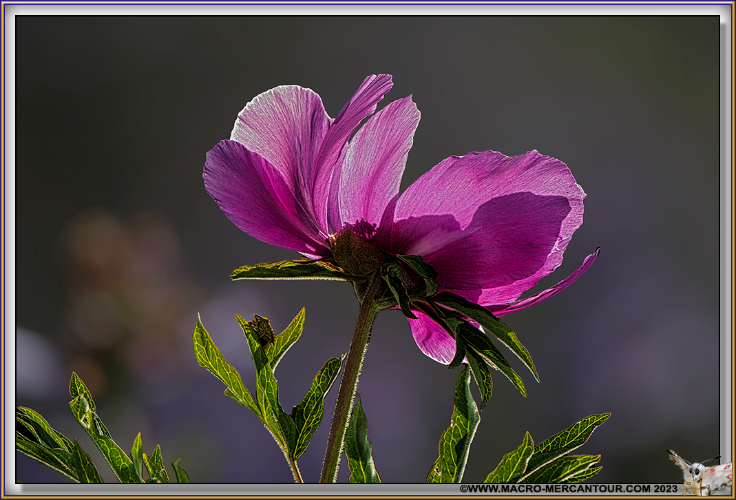 Pivoines